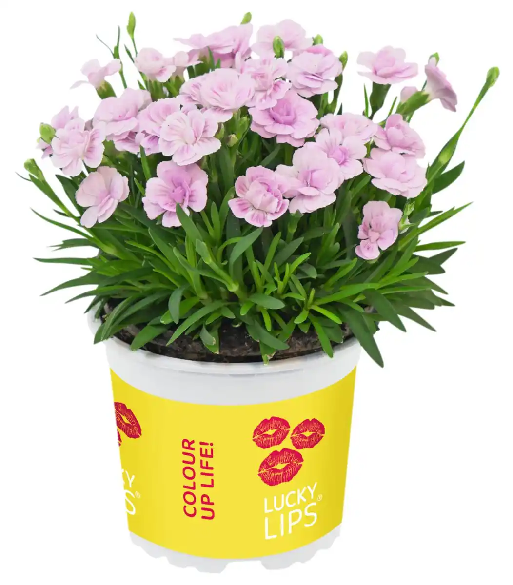 Bild 1 von Blühpflanzen