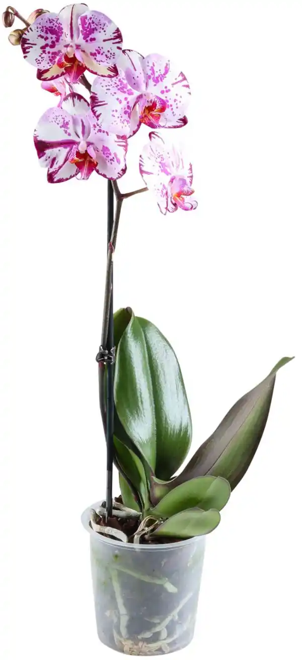 Bild 3 von Orchidee