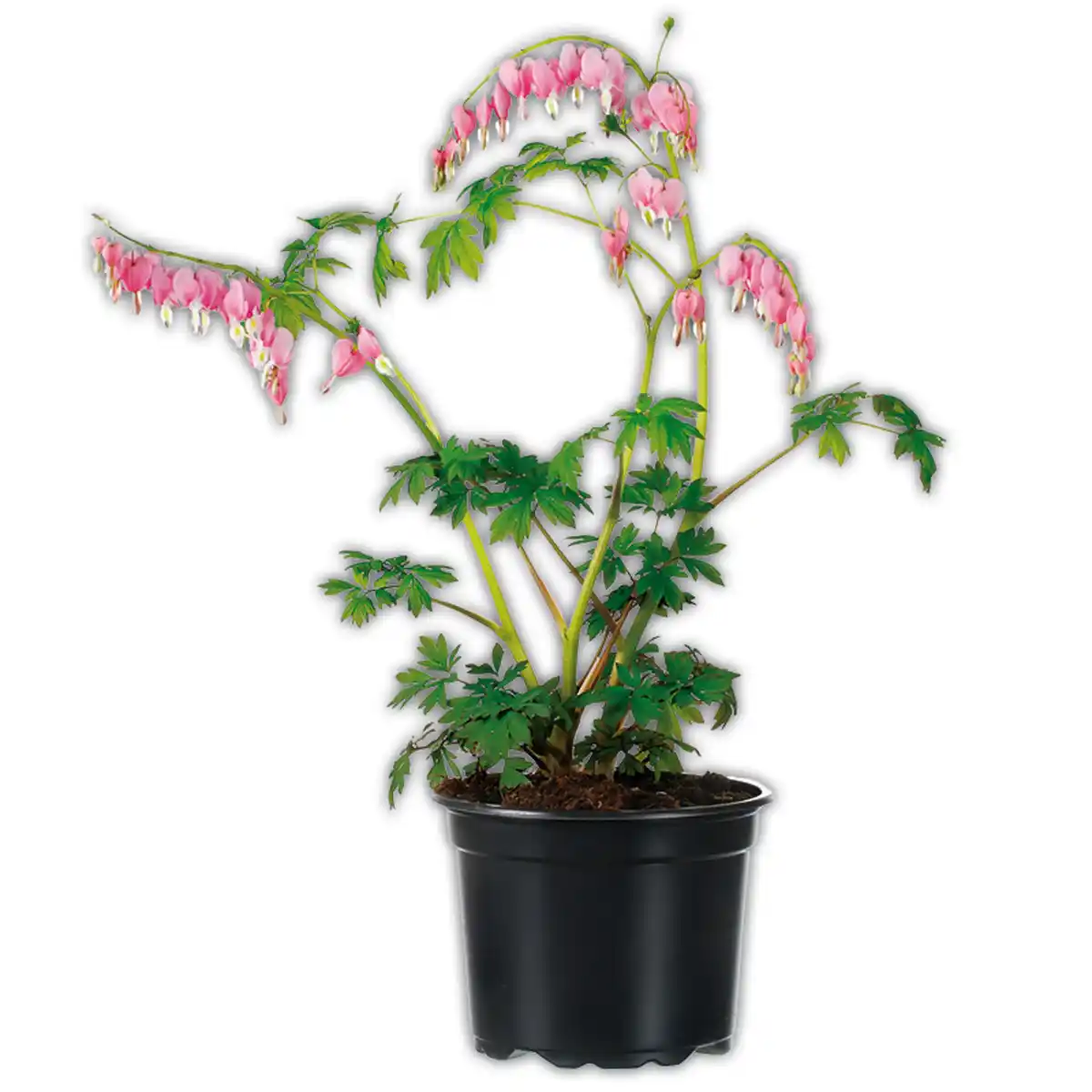 Bild 1 von Finest Garden Tränendes Herz