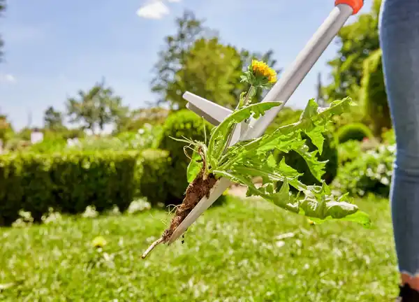 Bild 3 von GARDENA Unkrautstecher groß