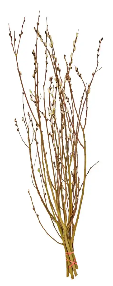 Bild 3 von Frühjahrszweige Handbunde