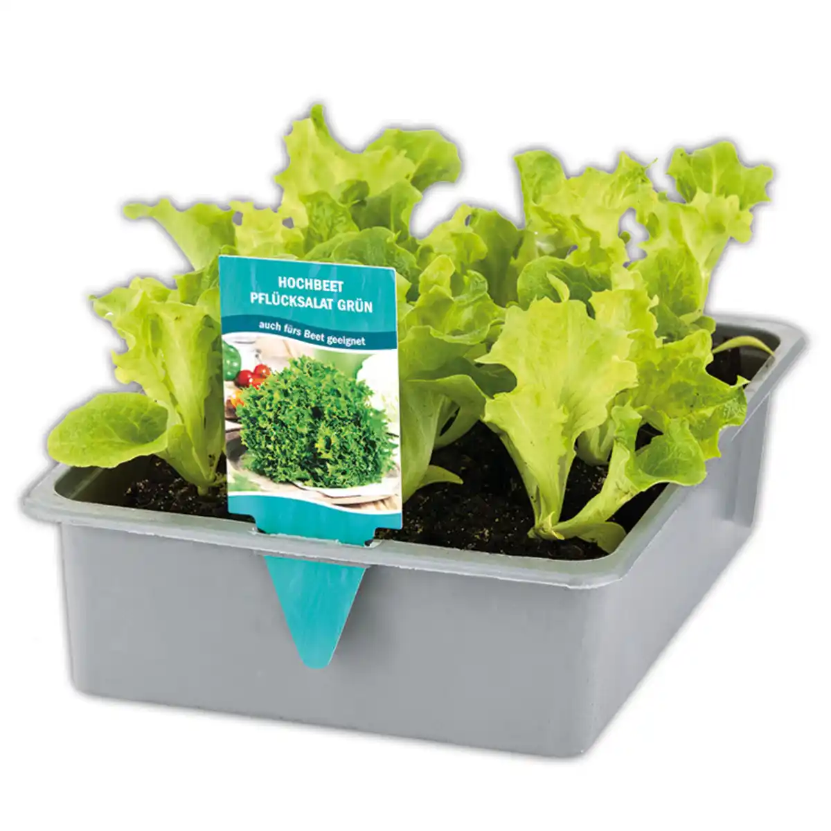 Bild 1 von Hochbeet-Salat-/ Gemüsepflanzen Mix