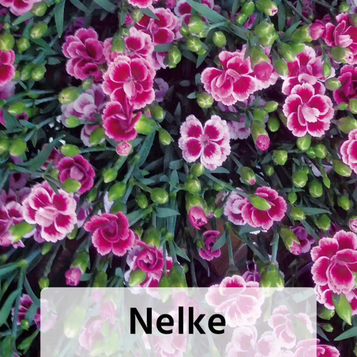Bild 2 von Bodendecker Phlox / Nelke