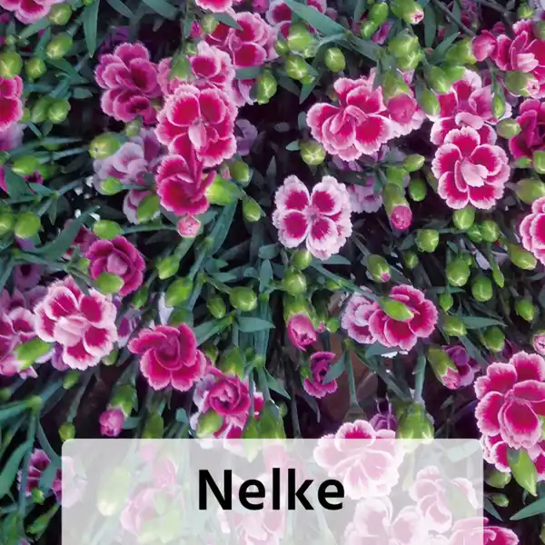 Bild 2 von Bodendecker Phlox / Nelke