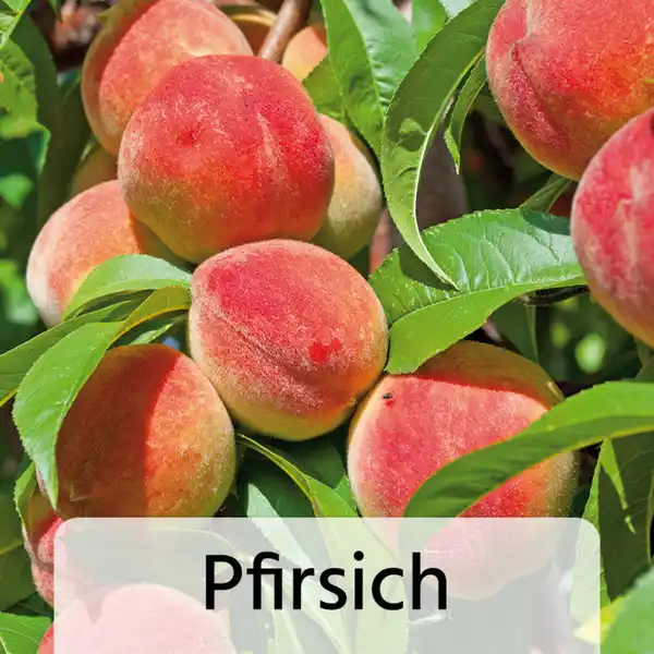 Bild 4 von Zwergobstbaum