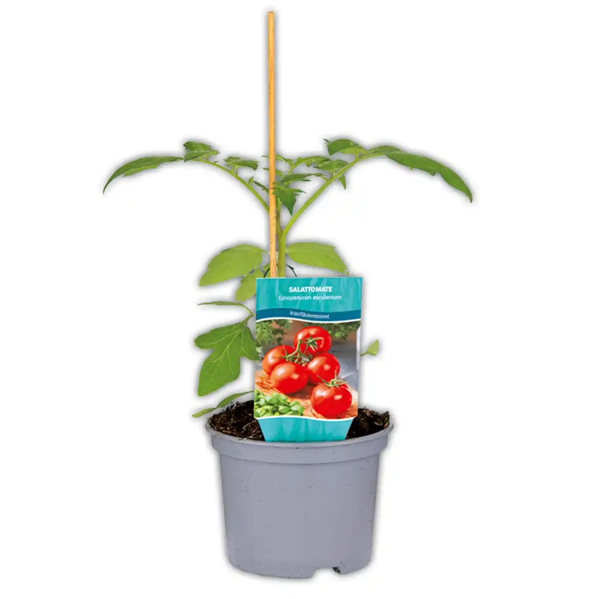 Bild 1 von Krautfäule-Resistente Tomaten