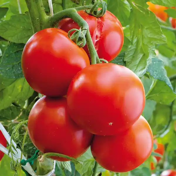 Bild 2 von Krautfäule-Resistente Tomaten