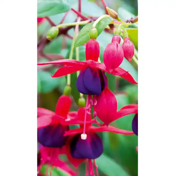 Bild 2 von Finest Garden Winterharte Fuchsien