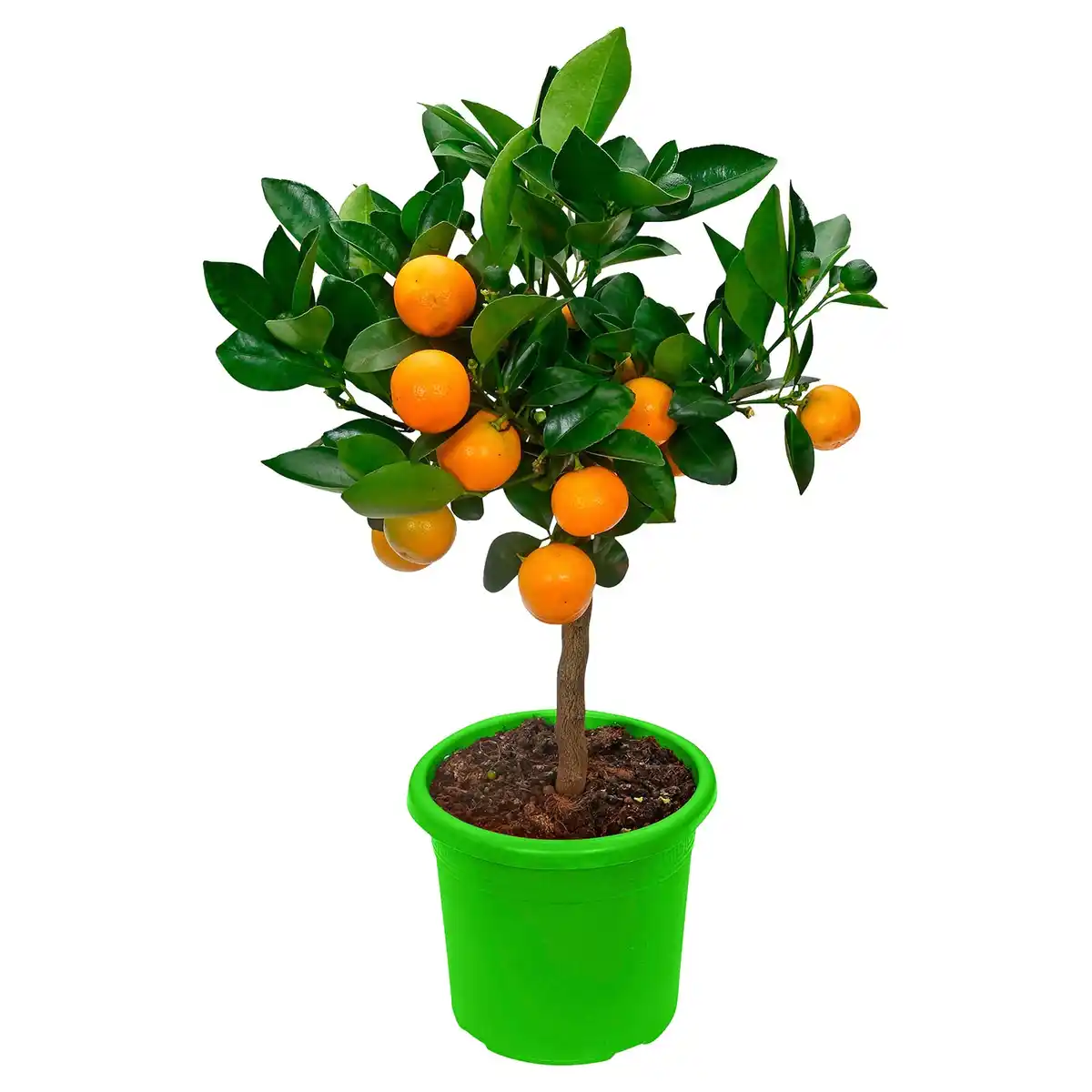 Bild 1 von GARDENLINE Calamondinorange