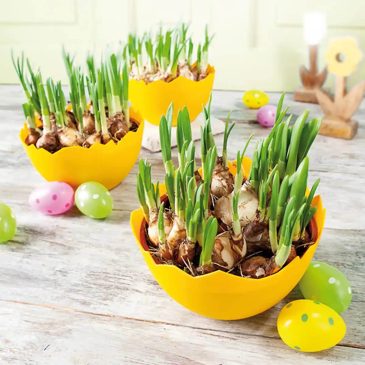 Bild 1 von Narzissen