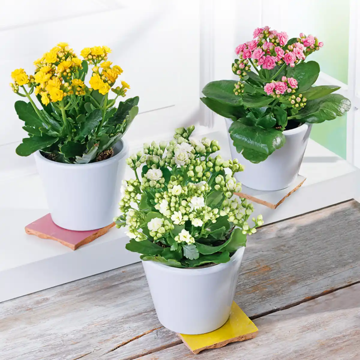 Bild 1 von Oster Kalanchoe