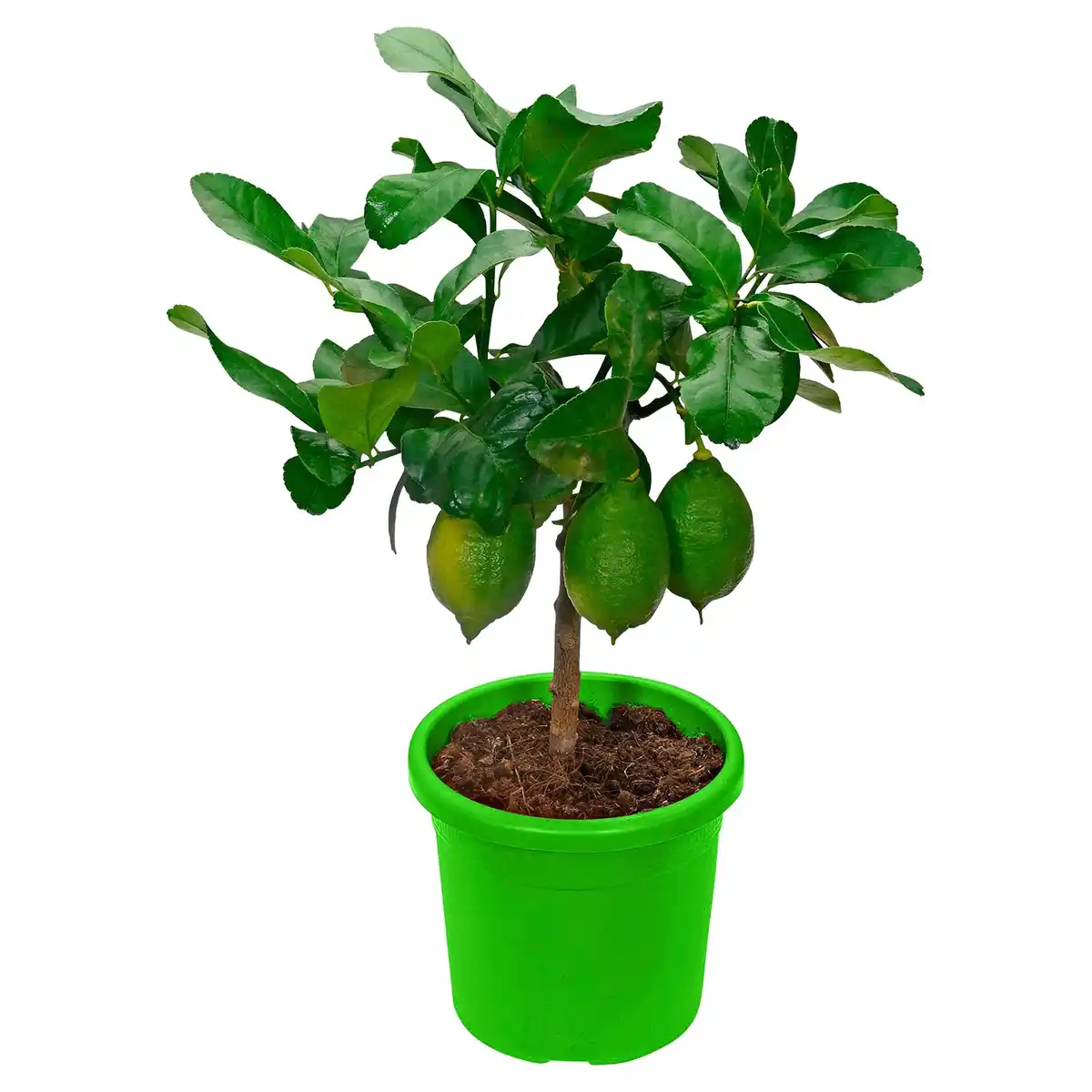 Bild 1 von GARDENLINE Mediterranes Stämmchen Zitrone