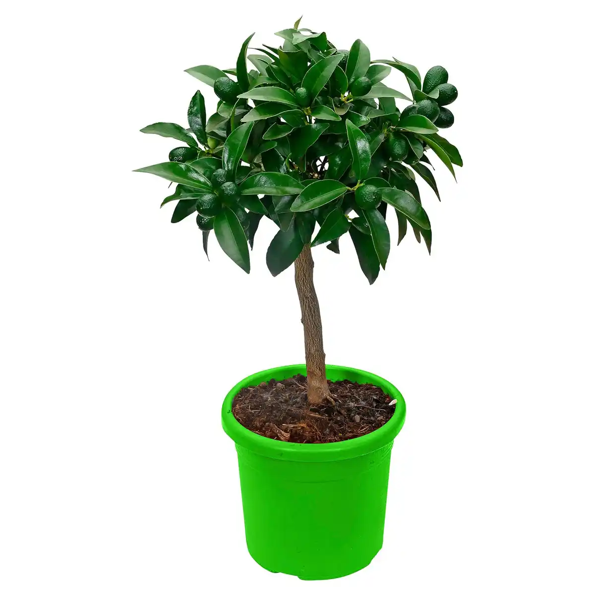 Bild 1 von GARDENLINE Mediterranes Stämmchen Feige