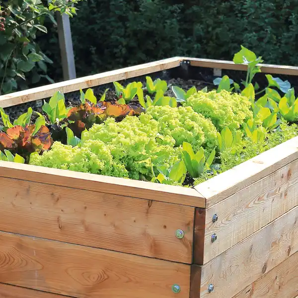 Bild 2 von Hochbeet-Salat-/ Gemüsepflanzen Mix