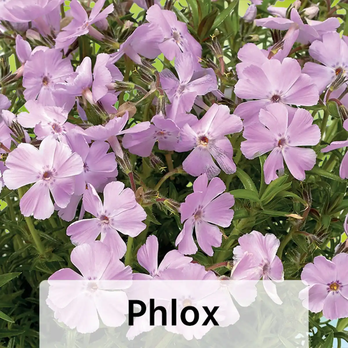 Bild 3 von Bodendecker Phlox / Nelke