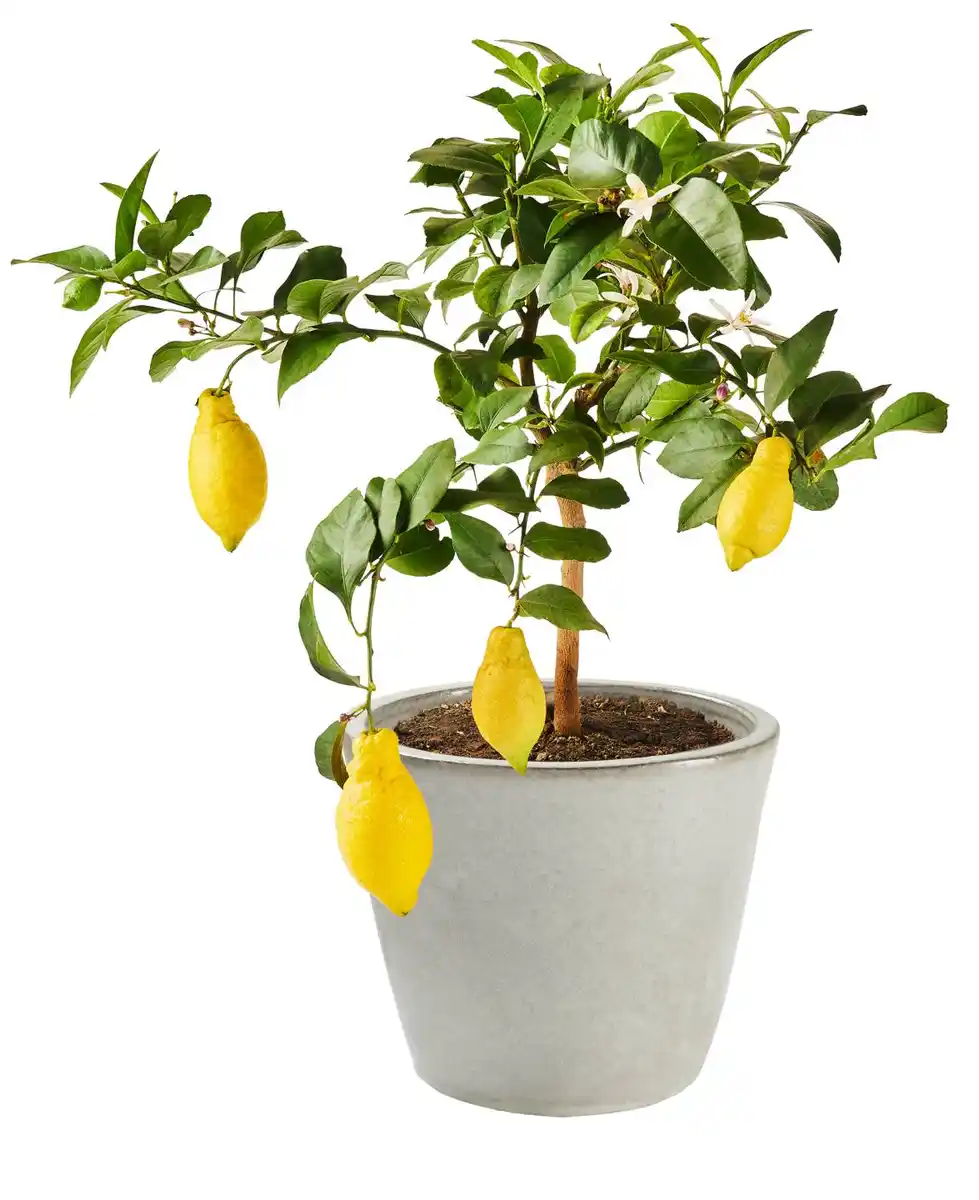 Bild 3 von Mediterrane Stämme