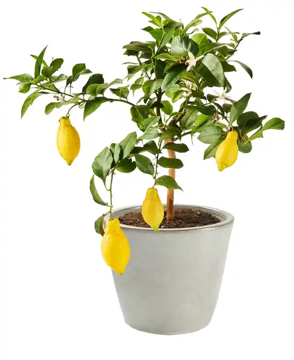 Bild 3 von Mediterrane Stämme