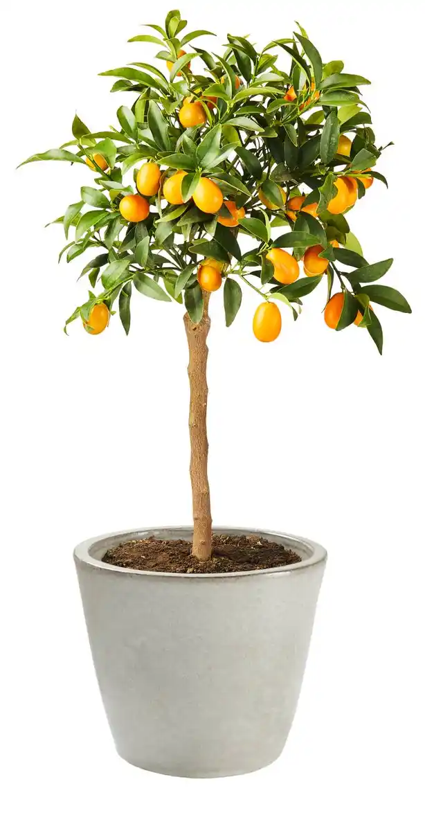 Bild 1 von Mediterrane Stämme