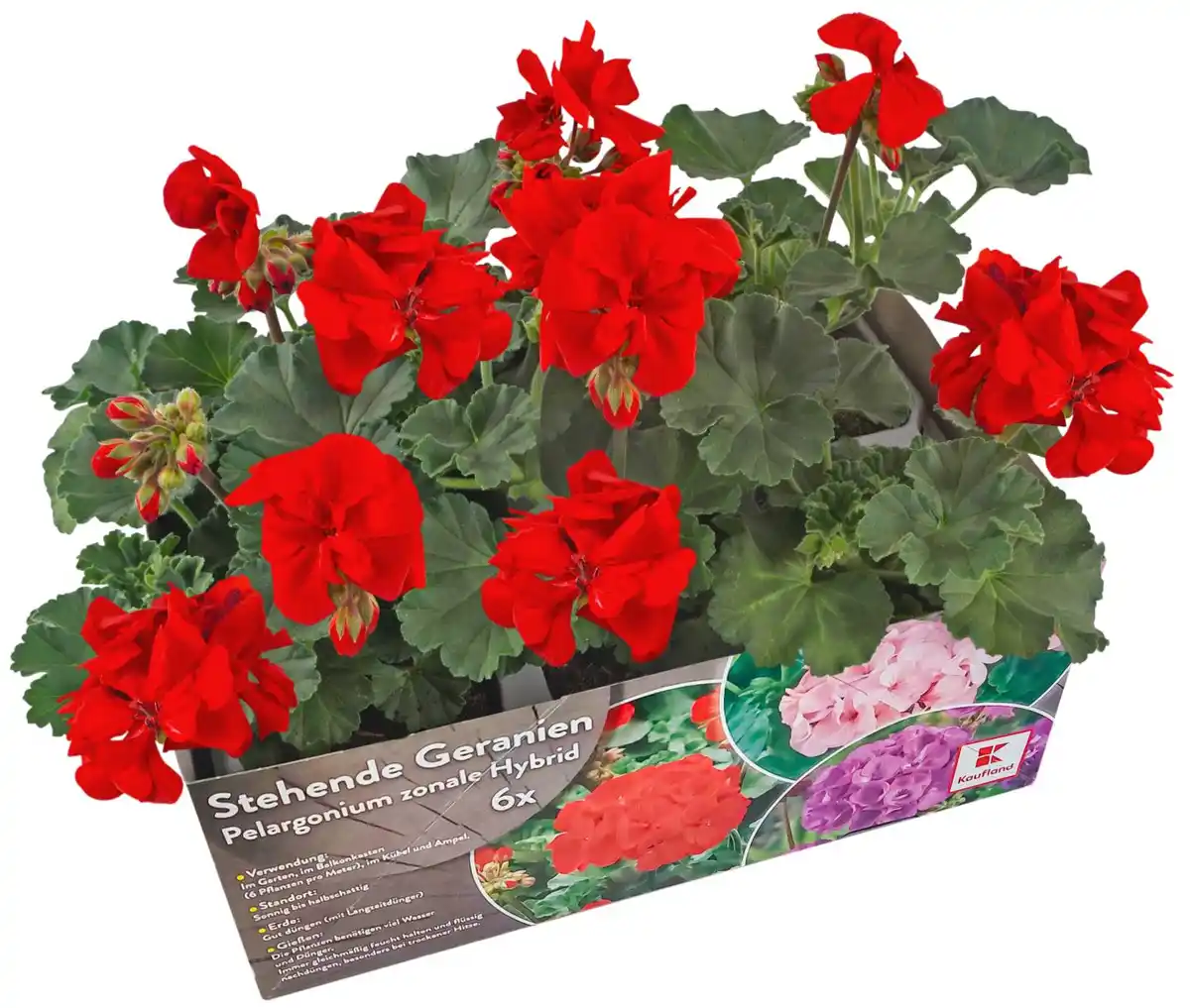 Bild 1 von Blühpflanzen