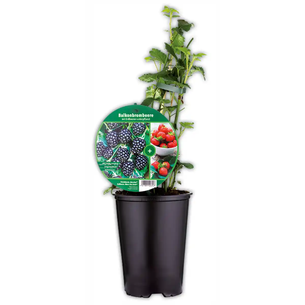 Bild 1 von XXL Balkonobst Duo