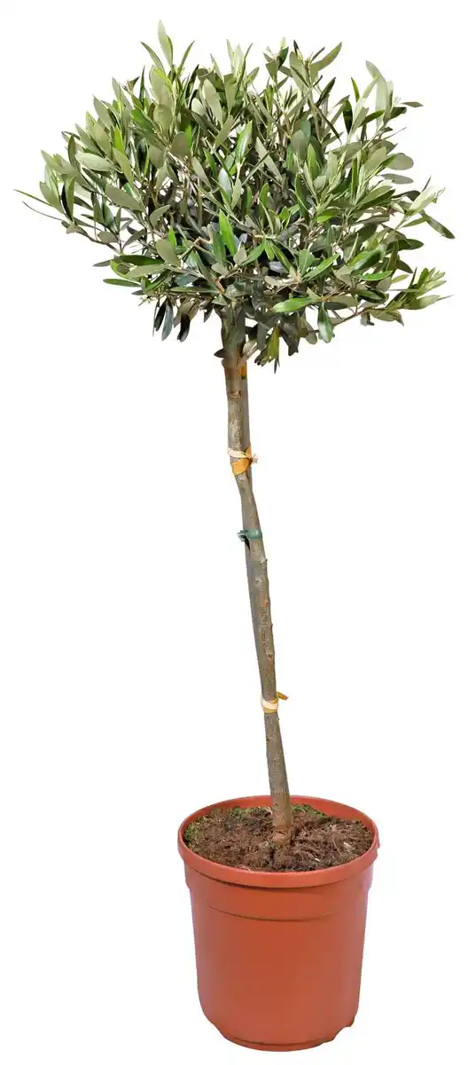 Bild 4 von Mediterrane Stämme