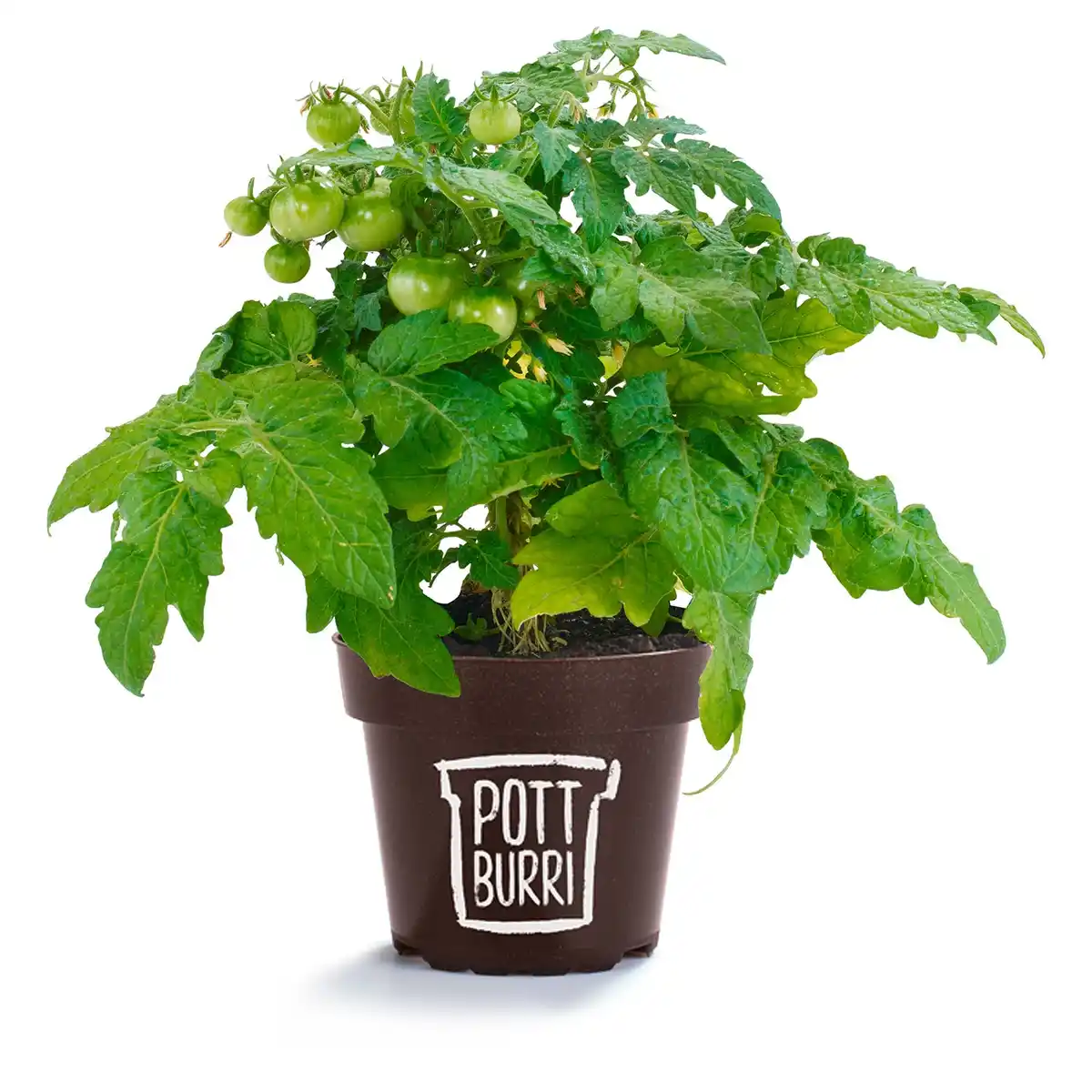 Bild 1 von GARDENLINE Gemüsepflanzen Mix