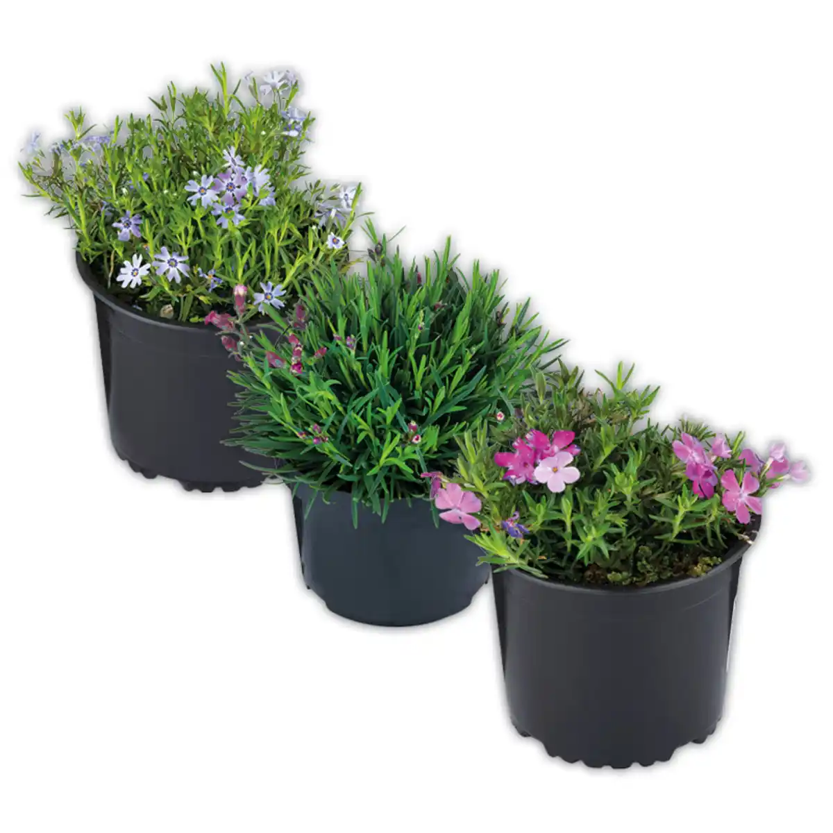 Bild 1 von Bodendecker Phlox / Nelke