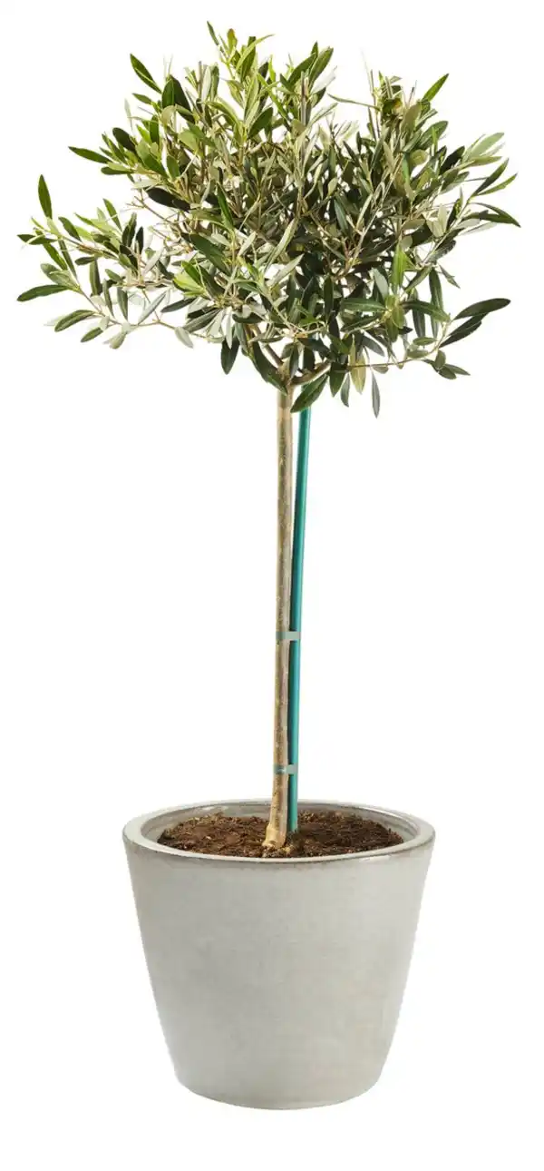 Bild 2 von Mediterrane Stämme