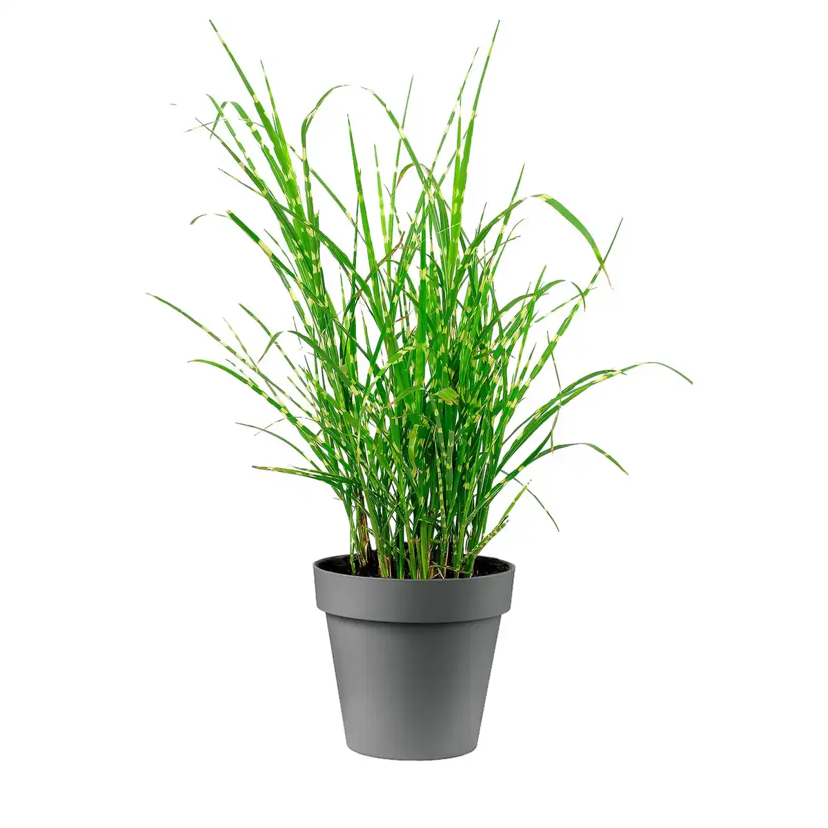 Bild 1 von GARDENLINE Gräser Festuca glauca