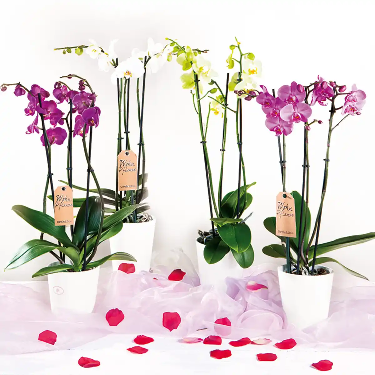 Bild 1 von Orchidee "Phalaenopsis"