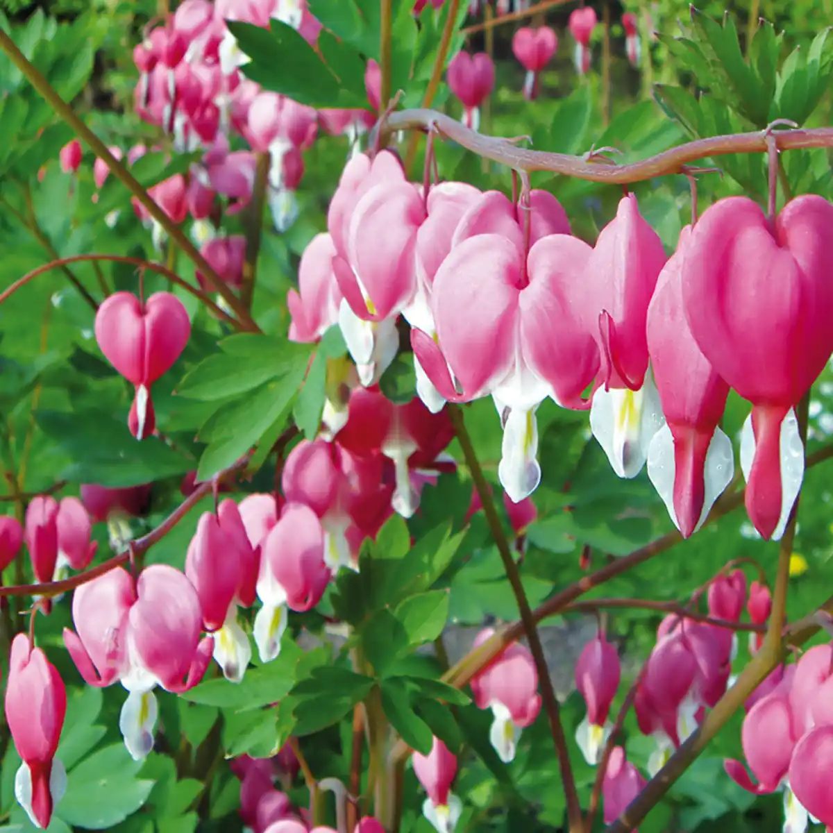 Bild 2 von Finest Garden Tränendes Herz