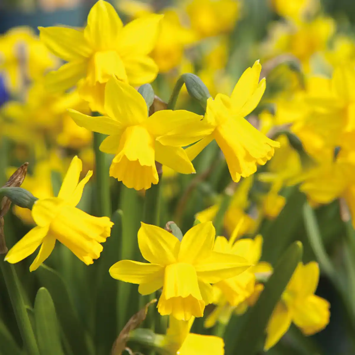 Bild 2 von Narzissen