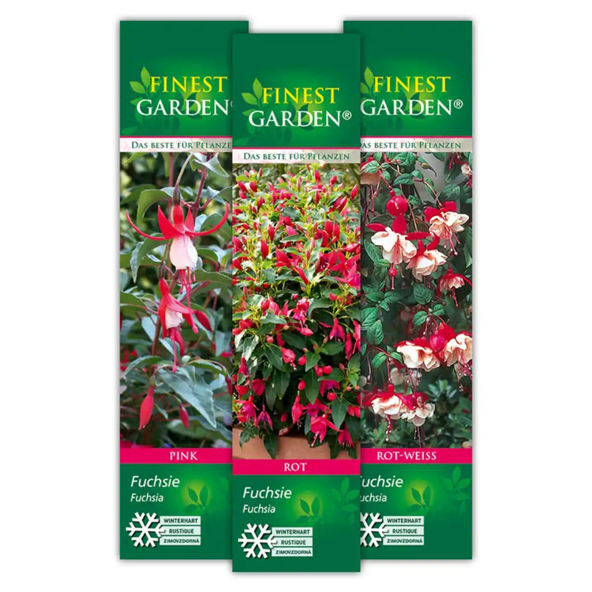 Bild 1 von Finest Garden Winterharte Fuchsien