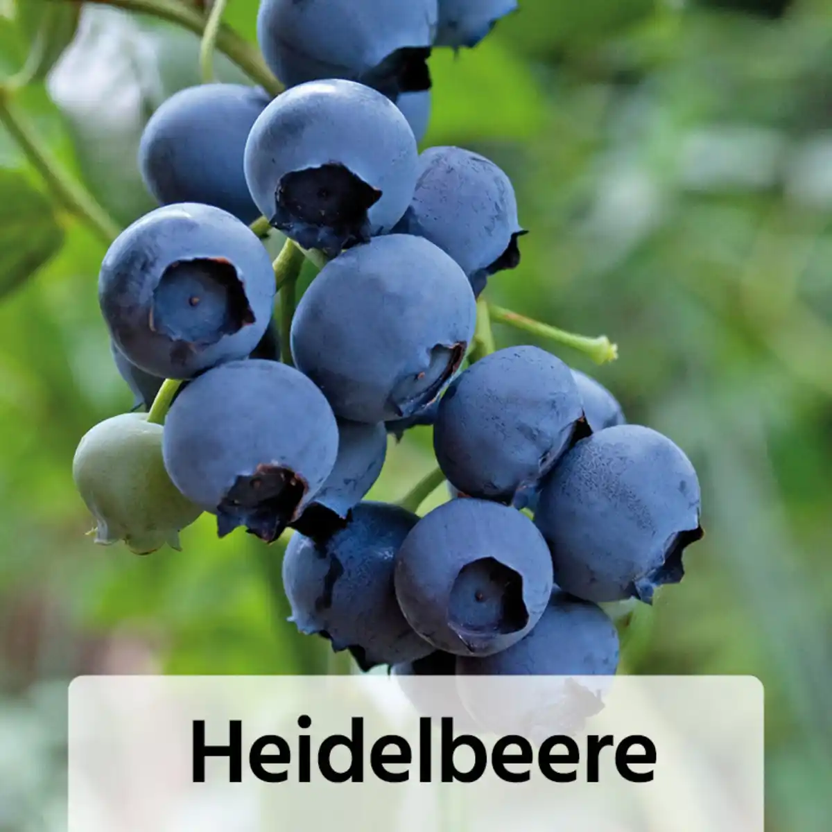 Bild 4 von XXL Balkonobst Duo