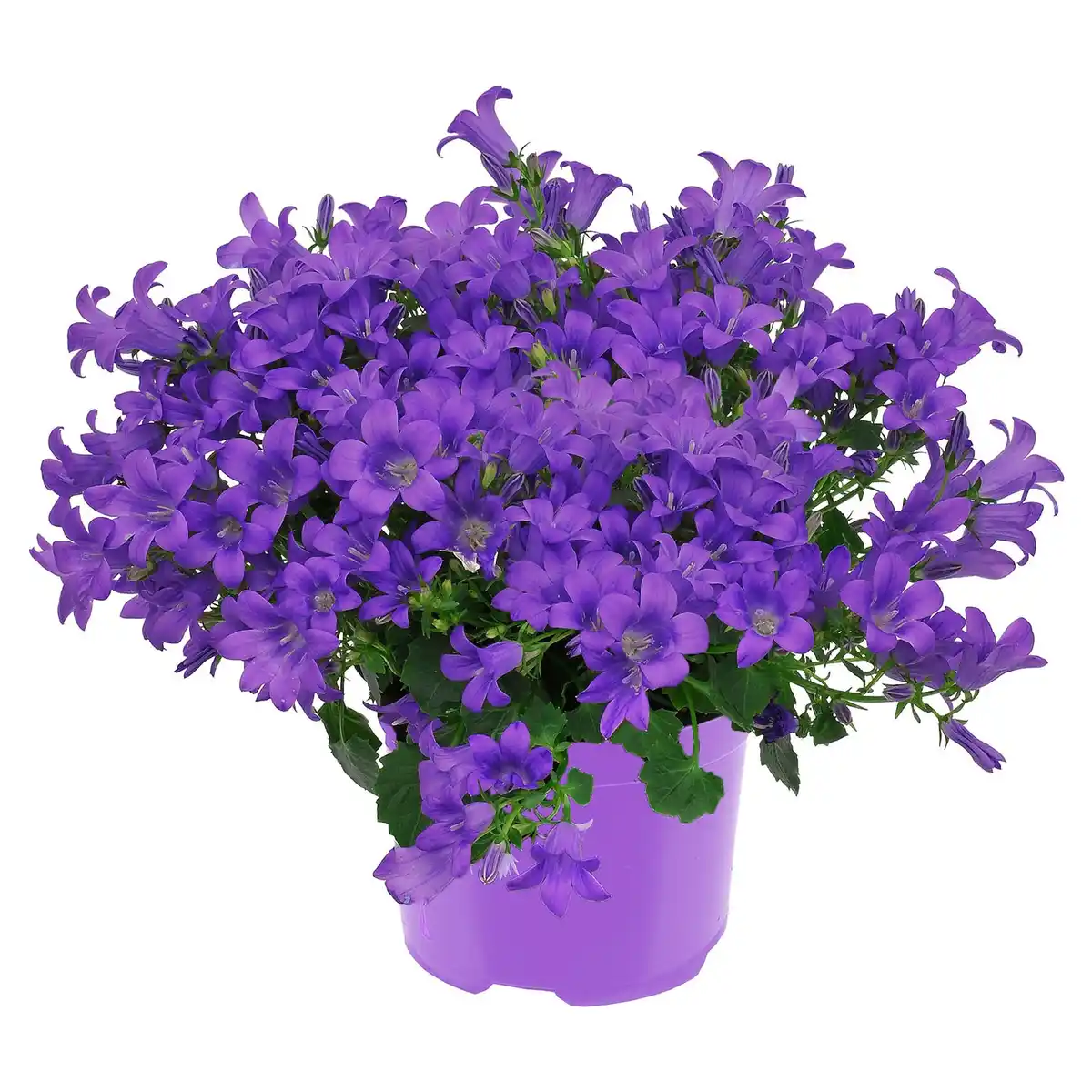 Bild 1 von GARDENLINE Glockenblume