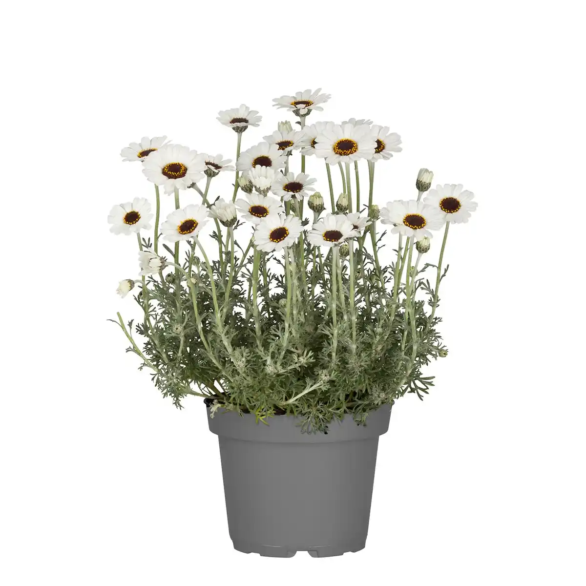 Bild 1 von GARDENLINE Marokkanische Margerite