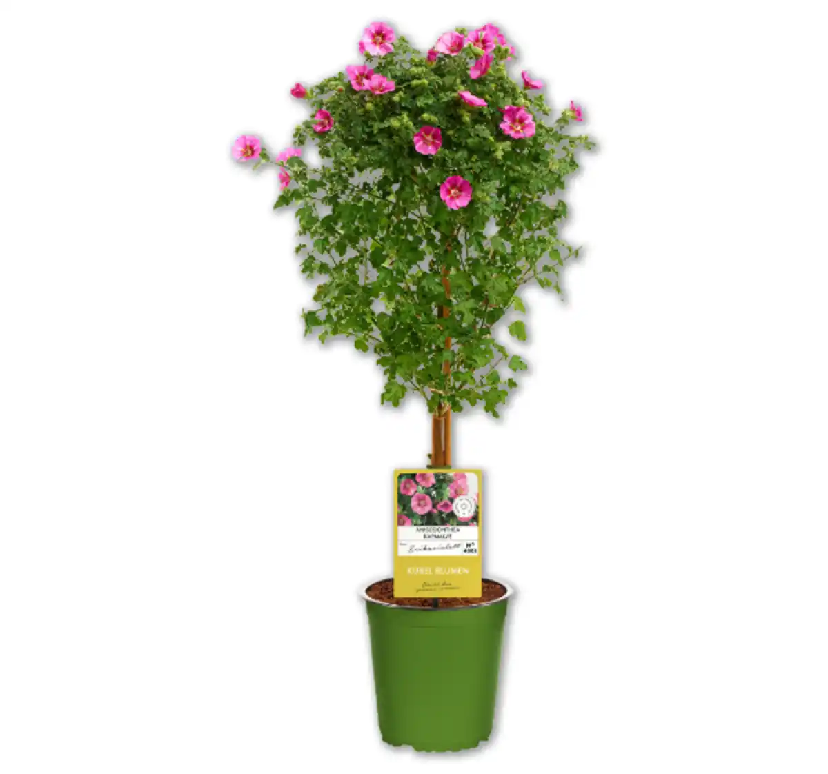 Bild 1 von Kapmalve*