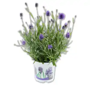 Lavendel*