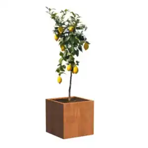 Zitronenbaum im Cortenstahl Kübel