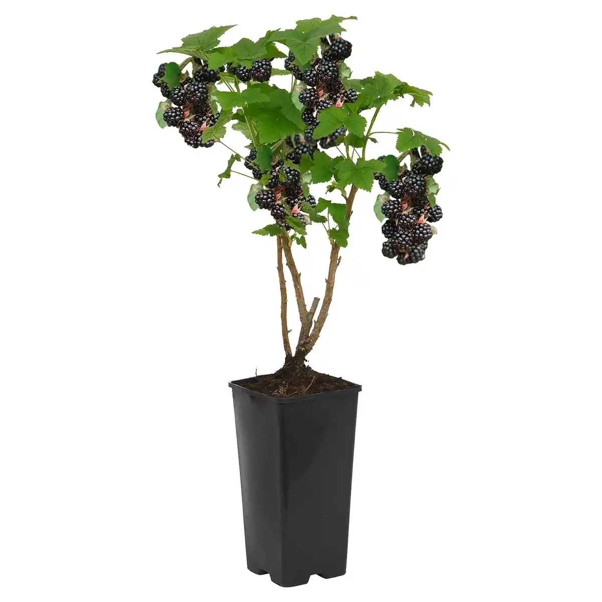 Bild 1 von GARDENLINE Brombeere schwarz
