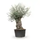 Bild 1 von Olivenbaum ‘Bonsai’