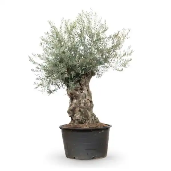 Bild 1 von Olivenbaum ‘Bonsai’