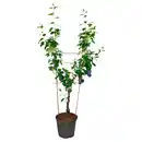 Bild 1 von GARDENLINE Duo Pflaume