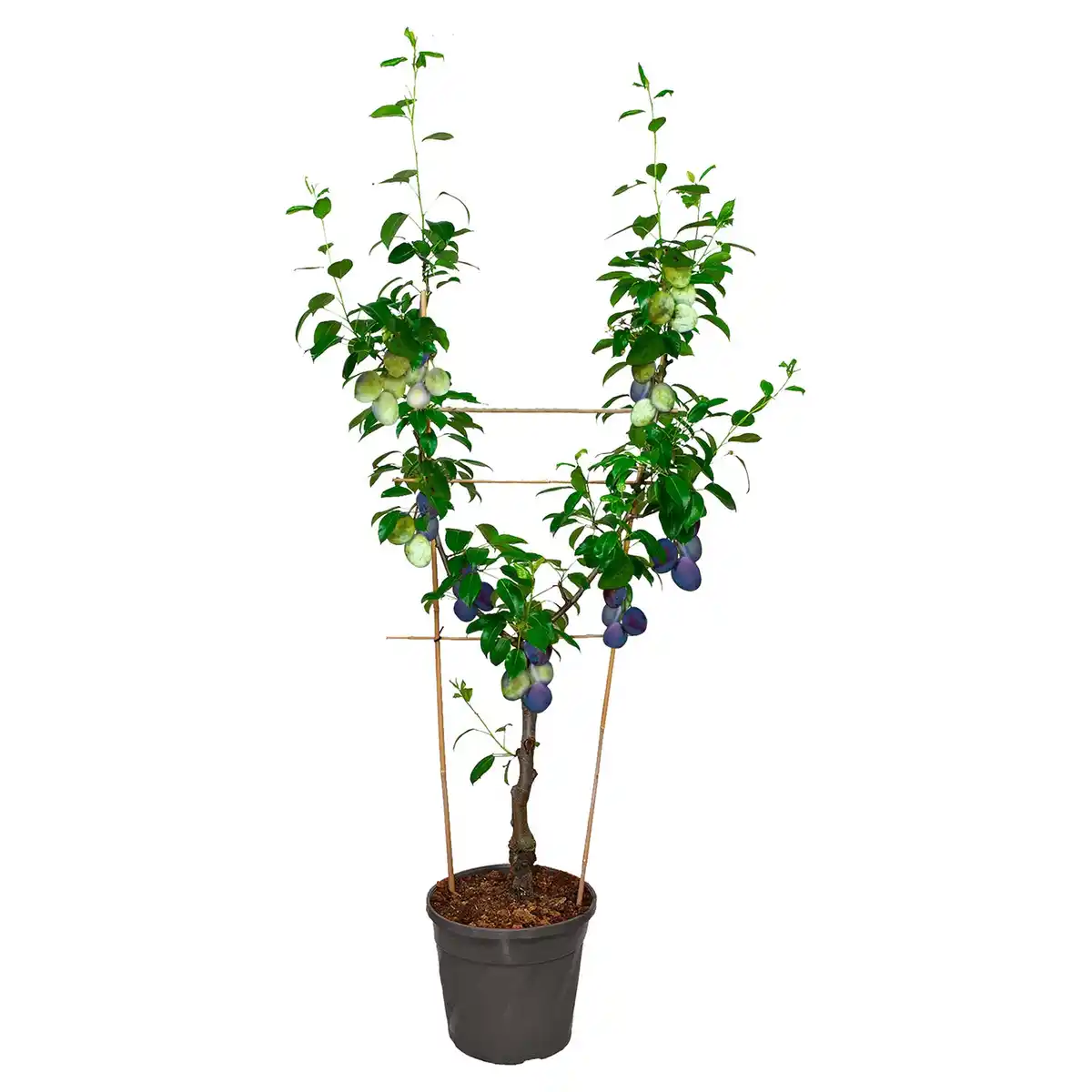 Bild 1 von GARDENLINE Duo Pflaume