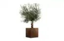 Bild 1 von Olivenbaum ‘Bonsai’ im Cortenstahl Kübel
