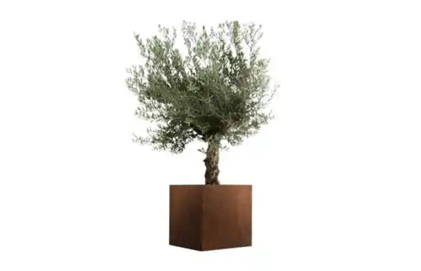 Bild 1 von Olivenbaum ‘Bonsai’ im Cortenstahl Kübel