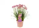 Bild 1 von XL-Allium versch. Farben