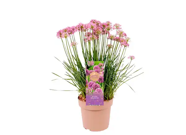 Bild 1 von XL-Allium versch. Farben