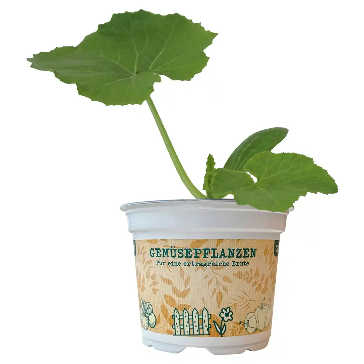 Bild 1 von GARDENLINE Gemüsepflanzen