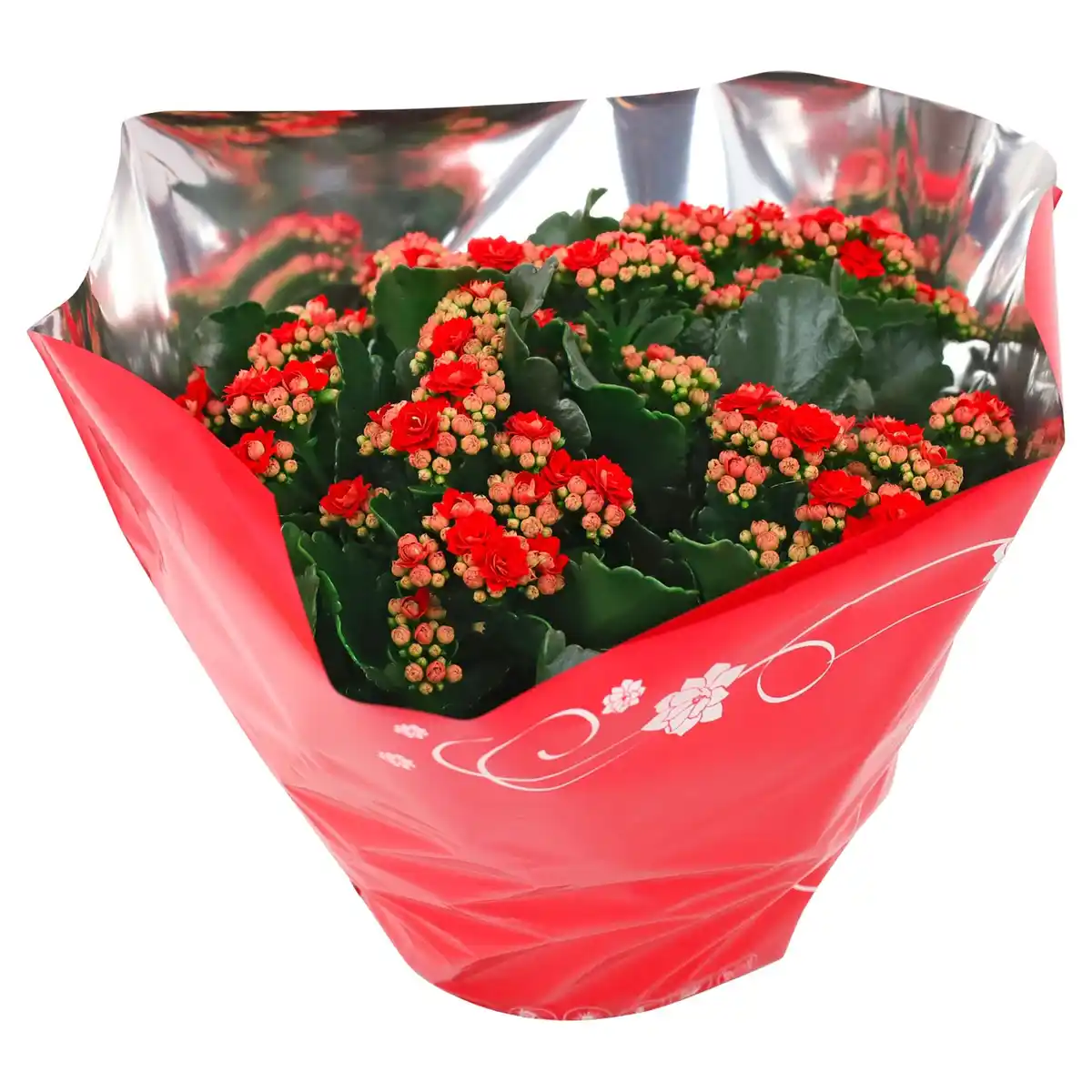 Bild 1 von GARDENLINE Kalanchoe & Frühlingsmix